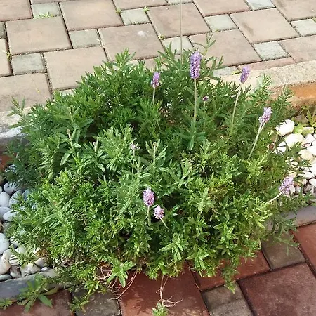 Merlin Apartment Novigrad Istria