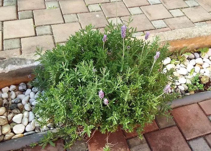 Merlin Apartamento Novigrad Istria